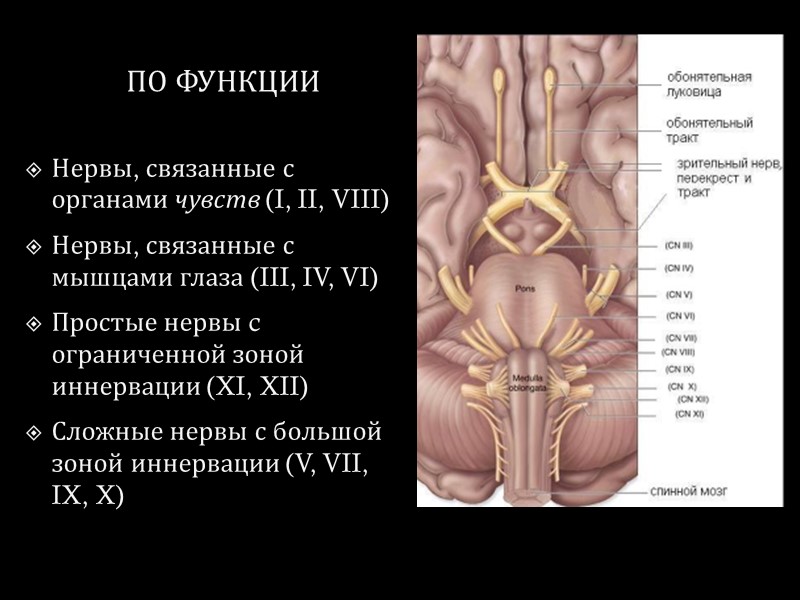 ПО ФУНКЦИИ Нервы, связанные с органами чувств (I, II, VIII) Нервы, связанные с мышцами